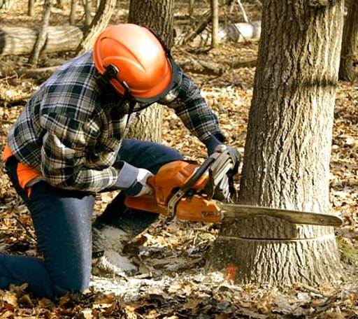Tree Removal in Orion, IL